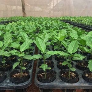 Bầu ươm dâu tây - Cốc ươm cây giống