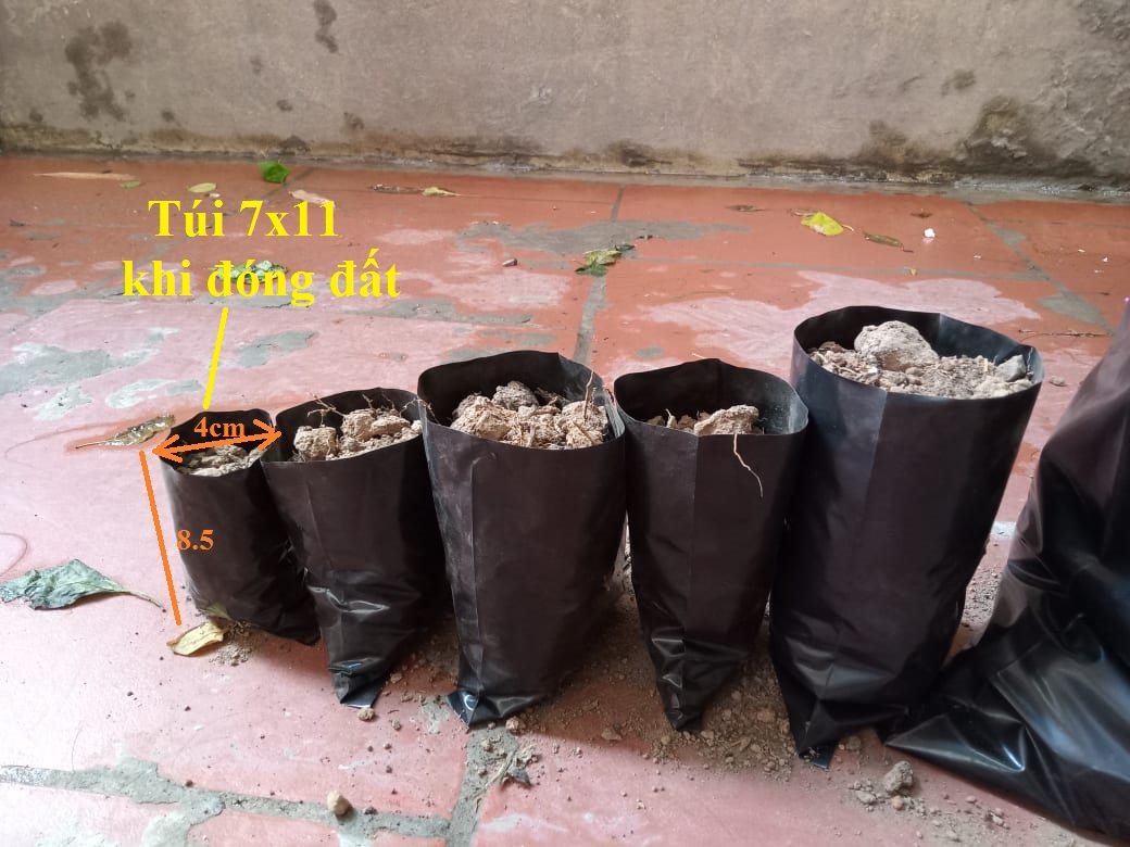 Túi bầu ươm keo giống 7x11