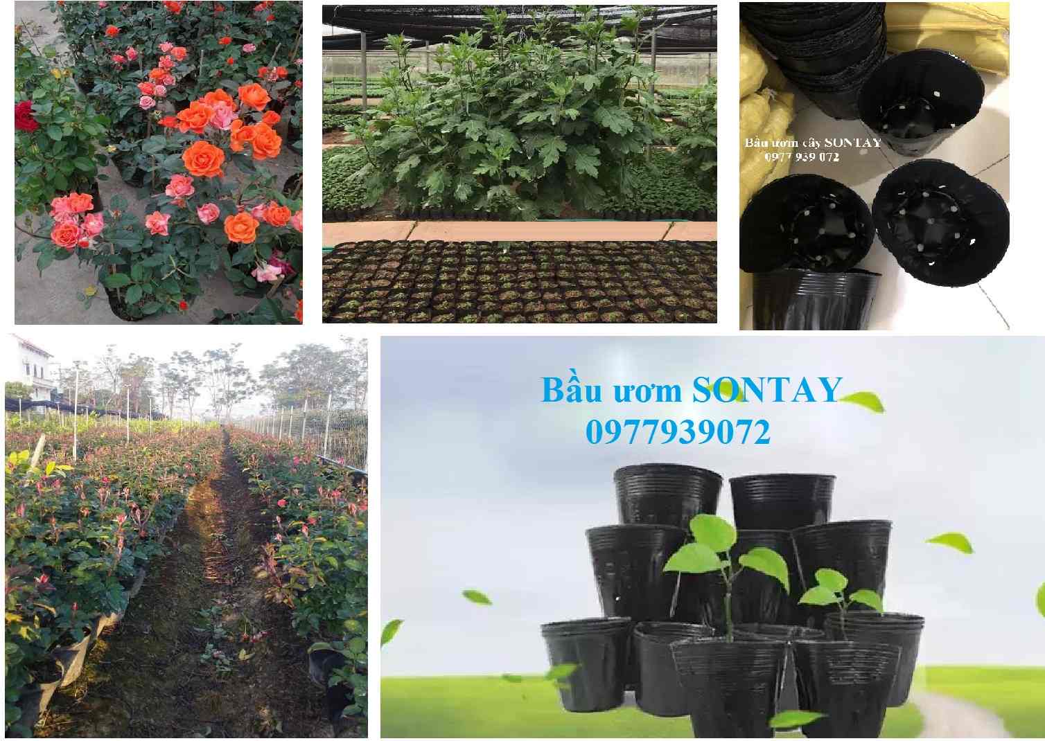 Chậu nhựa trồng cây - bầu ươm cây giống